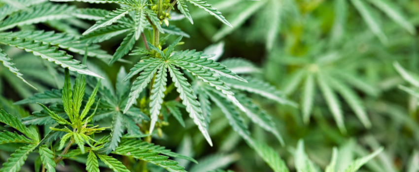 Marijuana