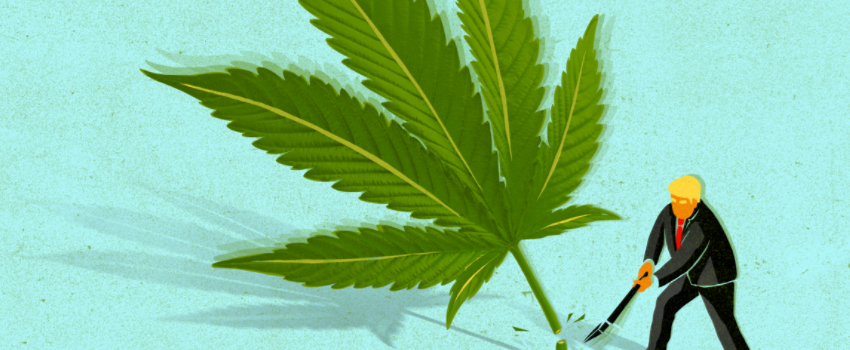 Marijuana