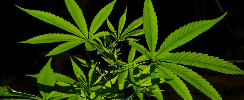 Marijuana
