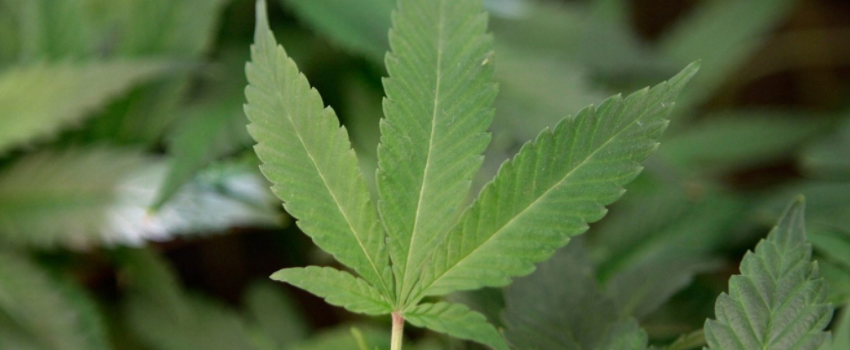 Marijuana_