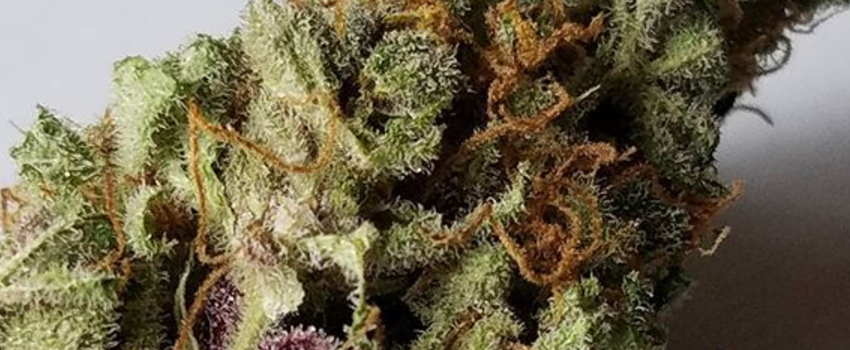 Mother_of_Berries_Medical