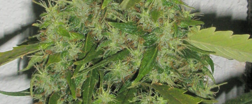 Northern_Lights_No._5_Medical