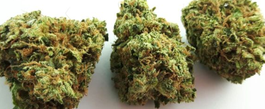 OG_Shark_Medical