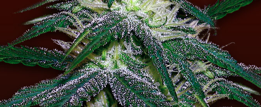Papaya_Effects