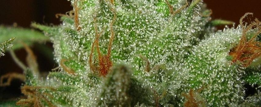 Pot_of_Gold_Adverse_Reaction