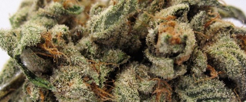 Pot_of_Gold_Medical