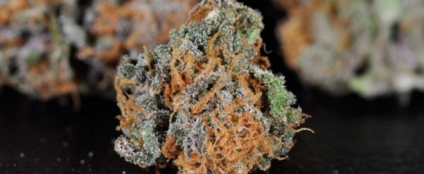Purple_Dragon_Adverse_Reaction