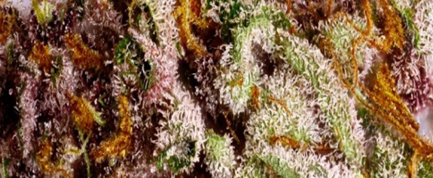 Purple_Dragon_Effects