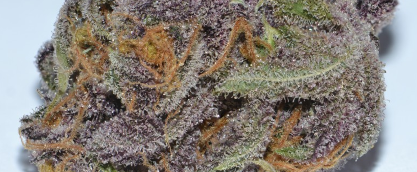 Purple_Dragon_Medical