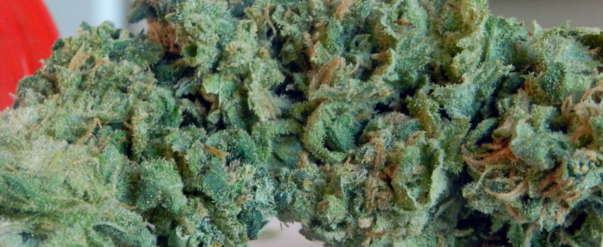 Sour_Apple_Growing