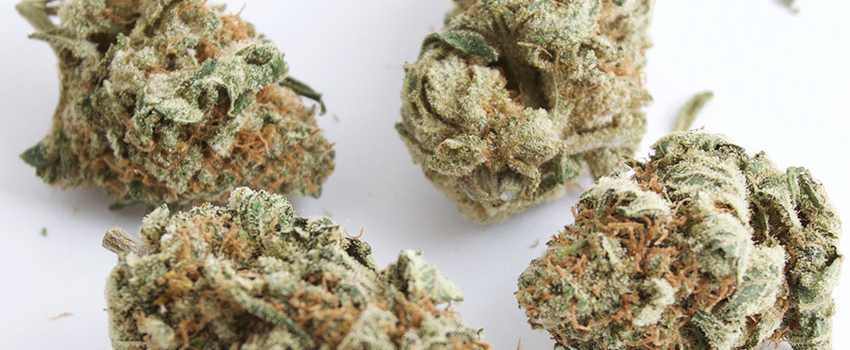 Sour_Jack_Growing