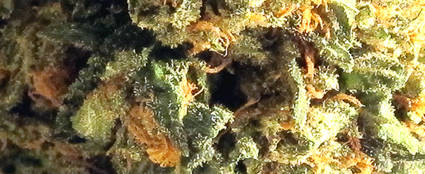 Timewreck_Medical