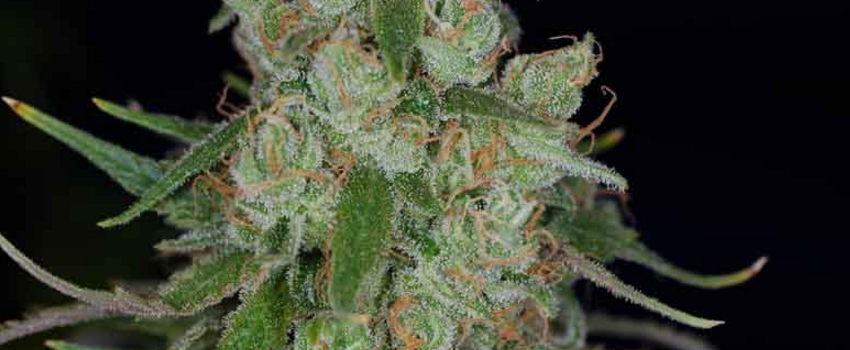 Apollo_13Growing
