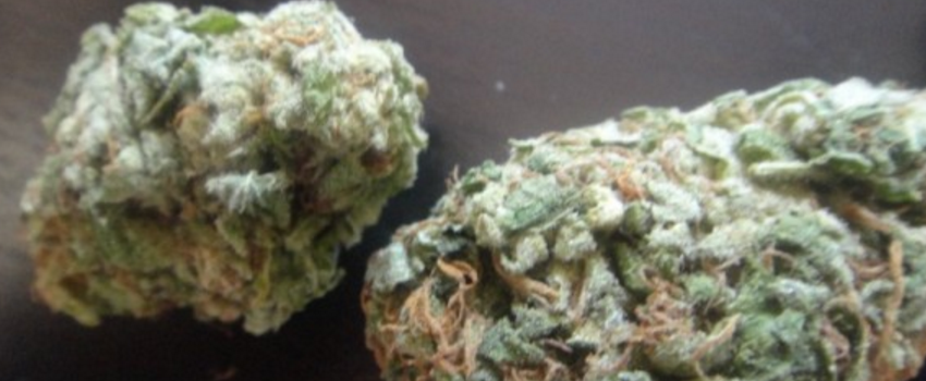 Cannalope_KushMedical