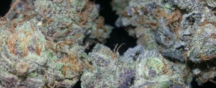 Conspiracy_KushMedical