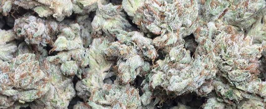 Hell's_Angel_OG_Medical