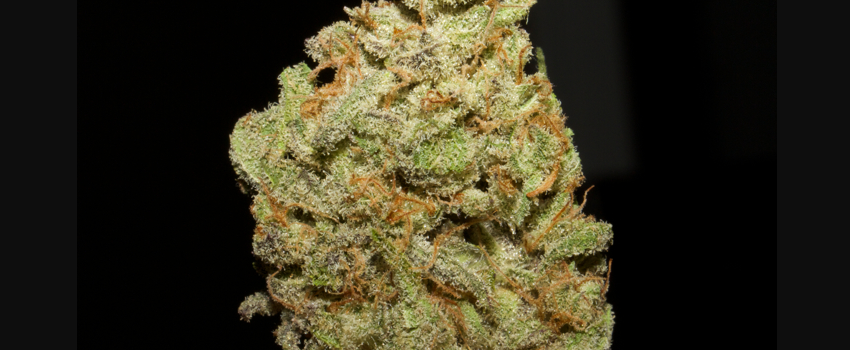 Marionberry_KushMedical