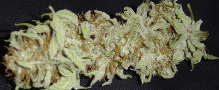 Medicine_Man_Effects
