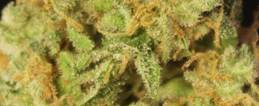 Medicine_Man_Medical