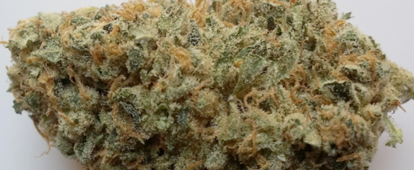 Orange_Cookies_Adverse_Reaction