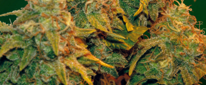 8BallKushGrowing