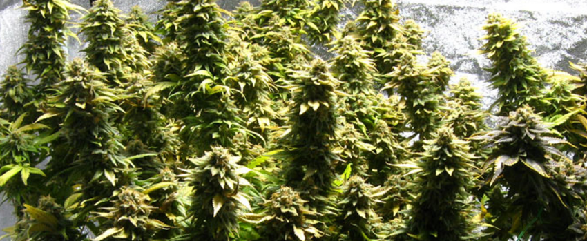 AuroraIndicaMedical