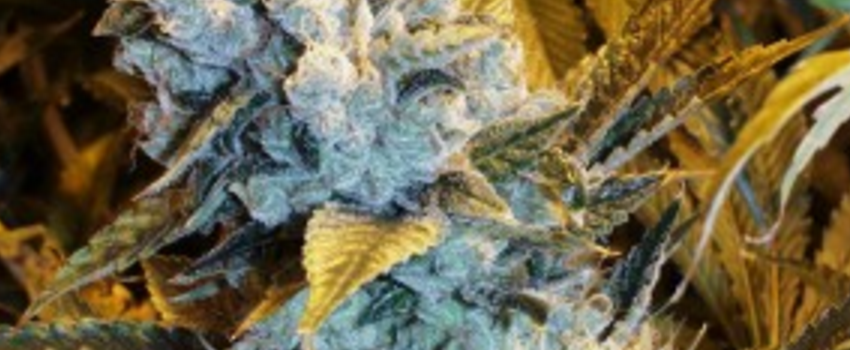 Blue_VelvetAdverse_Reaction