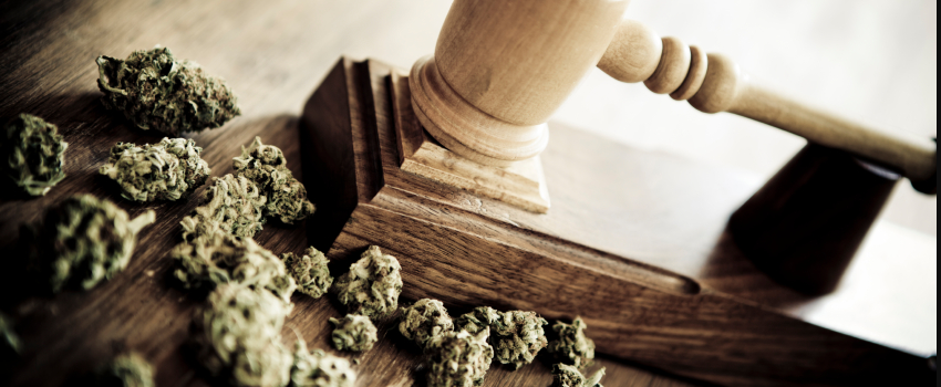 Breaking_Marijuana