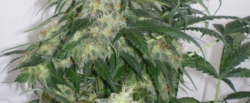 Buddha_HazeGrowing