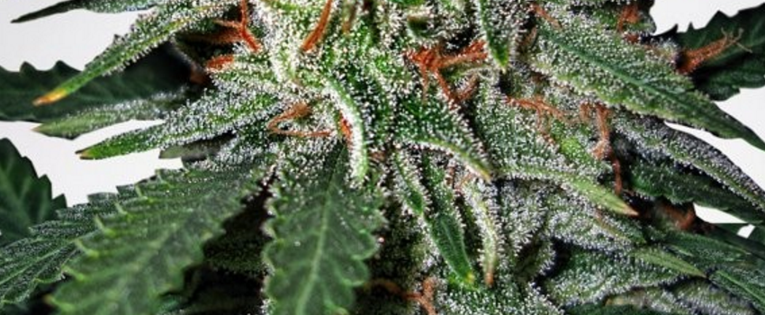 Carnival Medical
