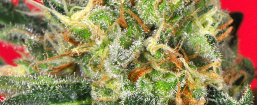 Cluster_BombGrowing