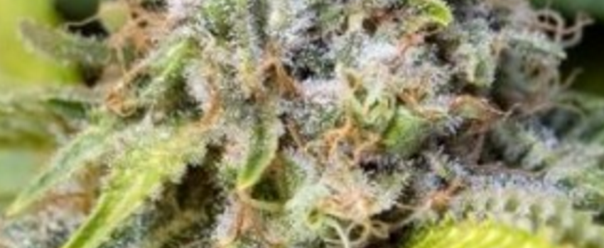 Critical47Medical