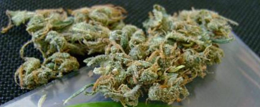 Dr._GrinspoonGrowing