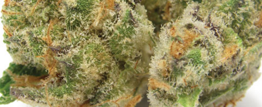 Golden Nugget Growing