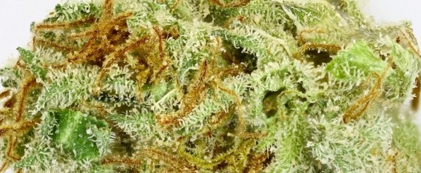 Golden Nugget Adverse Reaction