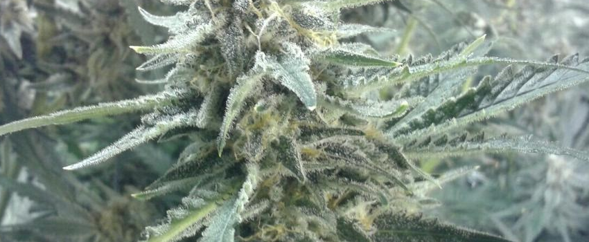 Gooberry Medical
