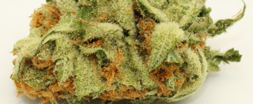Grapefruit_DieselAdverse_Reaction