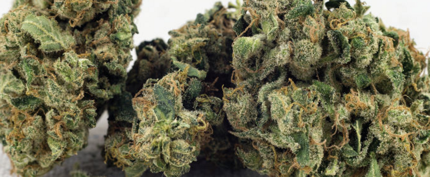 Grapefruit_DieselEffects