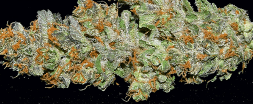 Grapefruit_DieselMedical