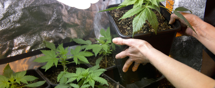 Growing_and_Manufacturing_Marijuana