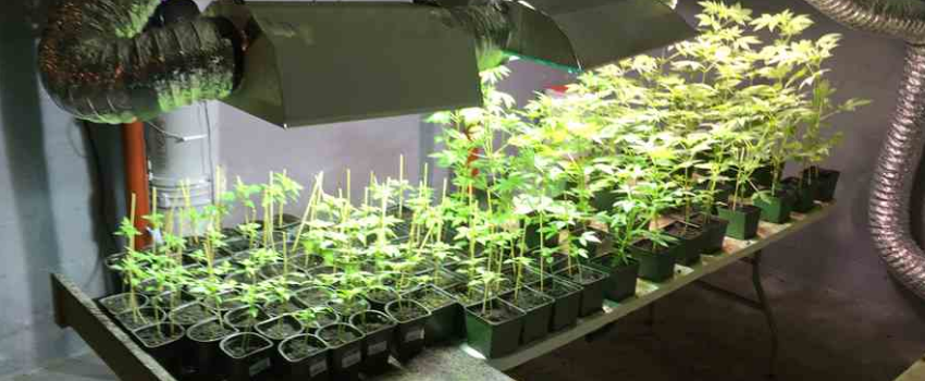 Growing_and_Manufacturing_Marijuana