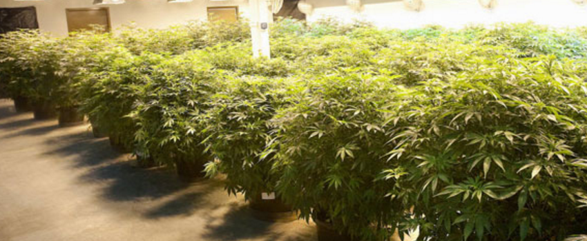 Growing_and_Manufacturing_Marijuana