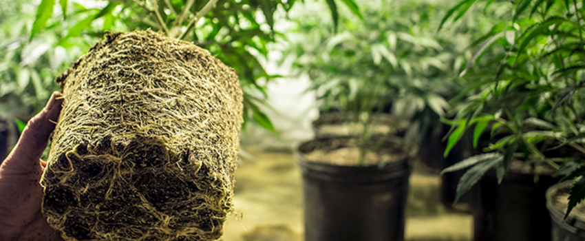 Growing_and_Manufacturing_Marijuana