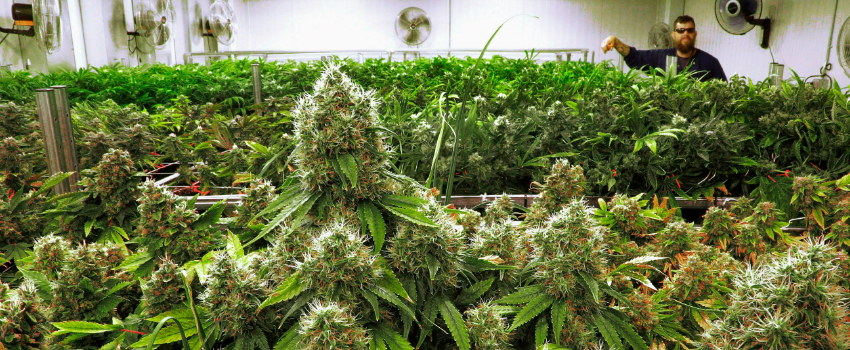 GrowingandManufacturingMarijuana