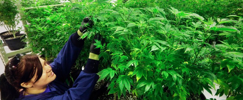 GrowingandManufacturingMarijuana_001