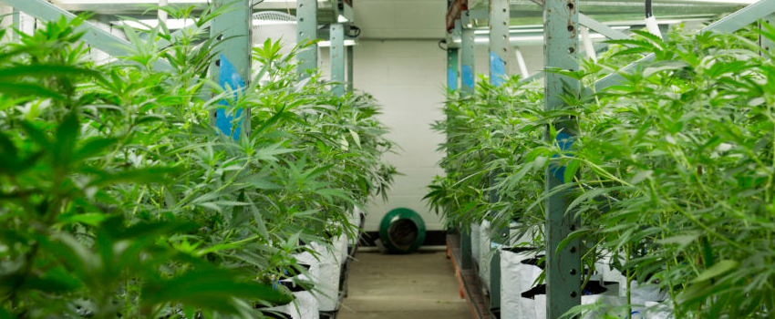 GrowingandManufacturingMarijuana