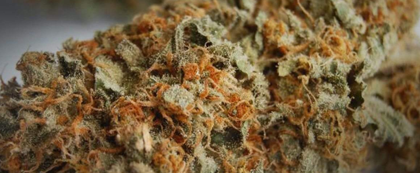 Hashberry Adverse Reaction