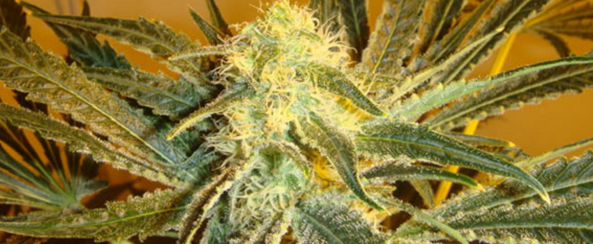 Himalayan Gold Growing