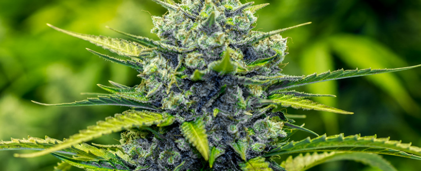 Marijuana