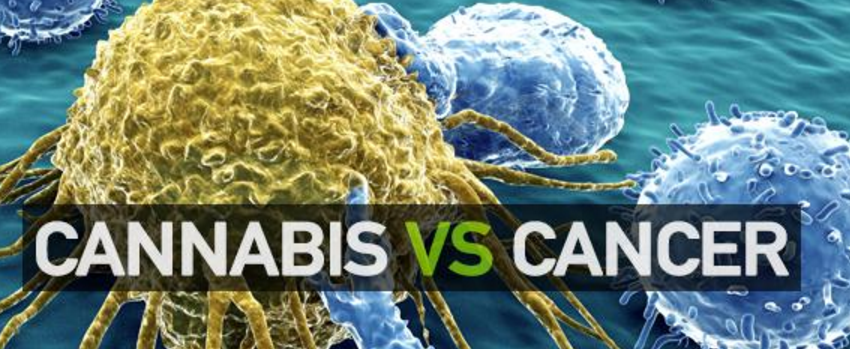 Marijuana_kills_cancer_cells